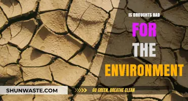 Droughts' Environmental Impact: Harmful Consequences and Long-Term Effects Explored