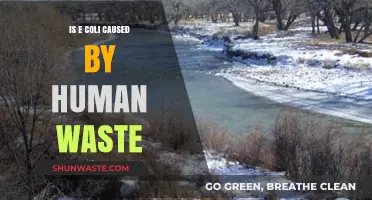 Is E. Coli Linked to Human Waste? Uncovering the Truth