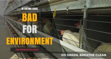 Are Eggs Eco-Friendly? Uncovering Their Environmental Impact and Sustainability