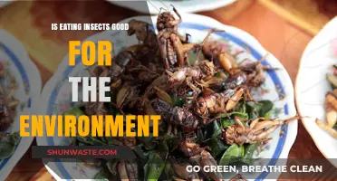 Eating Insects: A Sustainable Solution for Environmental Conservation?