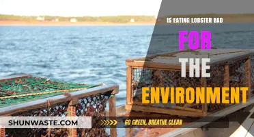 Is Lobster Sustainable? Environmental Impact of Eating Lobster Explained