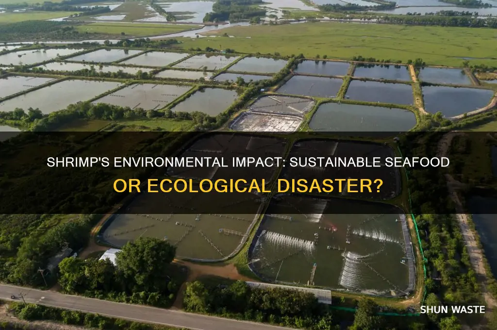is eating shrimp bad for the environment