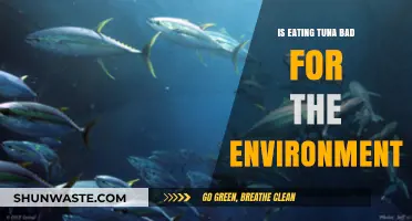Is Tuna Sustainable? Environmental Impact of Eating Tuna Explained