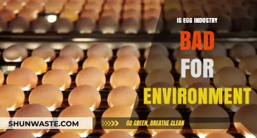 Environmental Impact of the Egg Industry: Sustainable or Harmful?