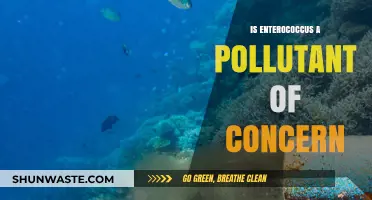 The Concern Over Enterococcus: A Growing Pollutant?