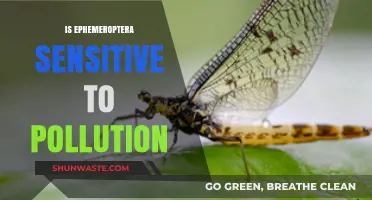 Ephemeroptera: Pollution Sensitivity and Resilience