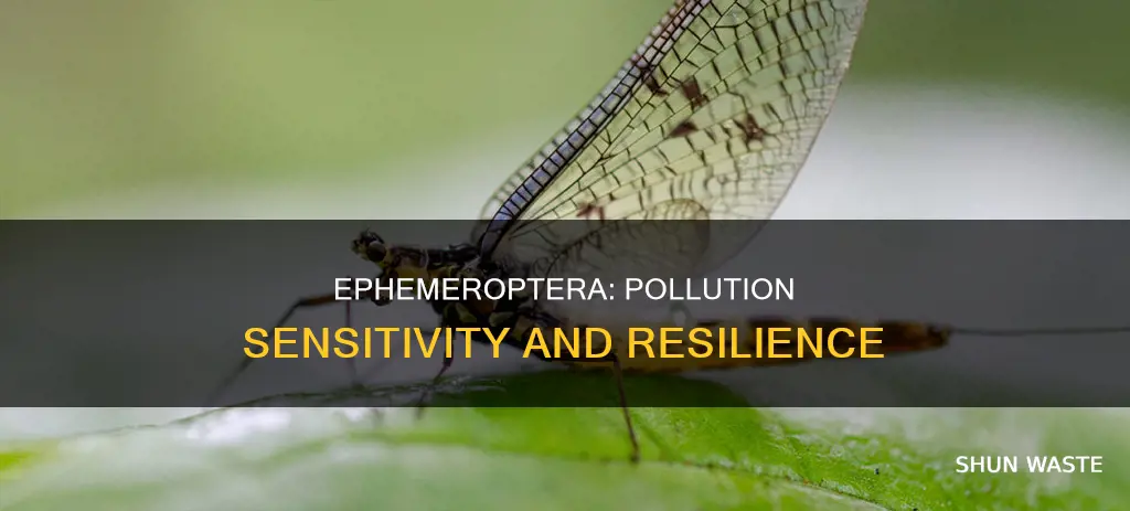 is ephemeroptera sensitive to pollution