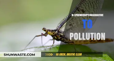 Ephemeroptera: Pollution's Canary in the Coal Mine?