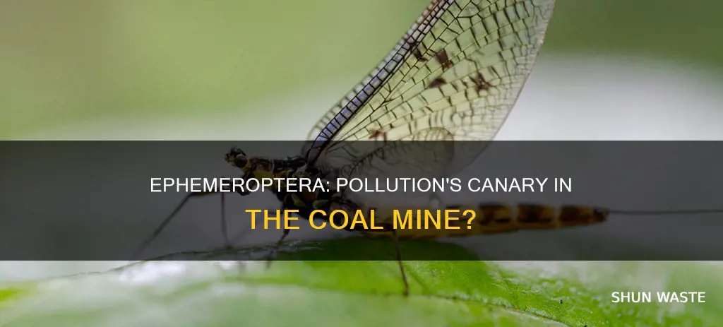 is ephemeropterasensitive to pollution