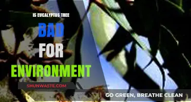 Are Eucalyptus Trees Harmful to the Environment? A Critical Analysis