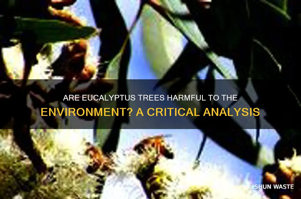 is eucalyptus tree bad for environment