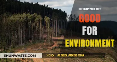Environmental Benefits of Eucalyptus Trees: A Green Asset or Liability?