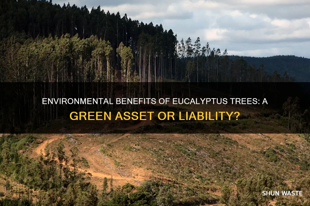 is eucalyptus tree good for environment