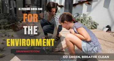 Feeding Birds: Environmental Impact and Sustainable Practices Explored