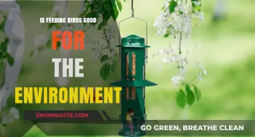 Feeding Birds: Environmental Benefits or Harmful Practice?