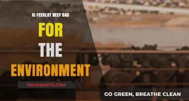 Is Feedlot Beef Harming Our Planet? Environmental Impact Explored
