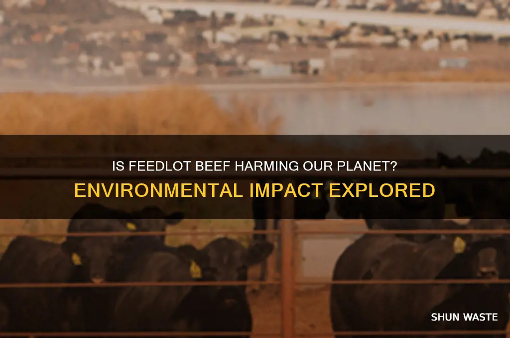 is feedlot beef bad for the environment