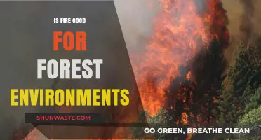Fire's Role in Forest Health: Benefits and Ecosystem Impacts Explained