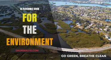 Flooding's Environmental Impact: Benefits, Drawbacks, and Ecosystem Resilience