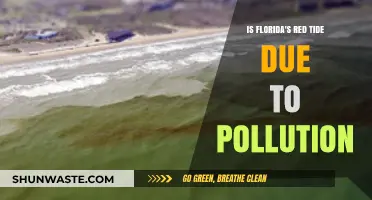 Florida's Red Tide: Pollution's Impact