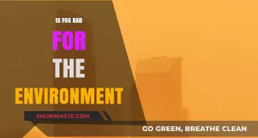 Fog's Environmental Impact: Harmful or Harmless to Our Ecosystem?