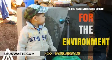 Fog Harvesting: Environmental Savior or Ecological Disruptor?