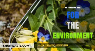 Foraging's Environmental Impact: Sustainable Practice or Ecological Threat?