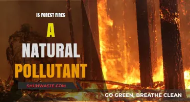 Forest Fires: Nature's Friend or Foe?