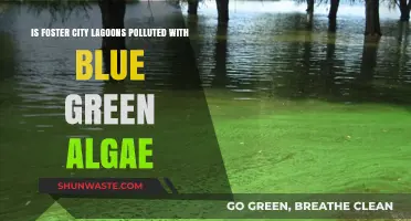 Foster City Lagoons: Blue-Green Algae Pollution Alert!