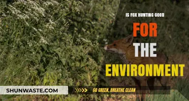 Fox Hunting and Environmental Impact: A Balanced Perspective