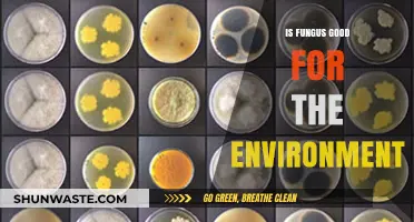 Fungus: Unsung Environmental Hero or Hidden Ecosystem Threat?