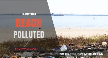 Galveston Beach: Is It Polluted?