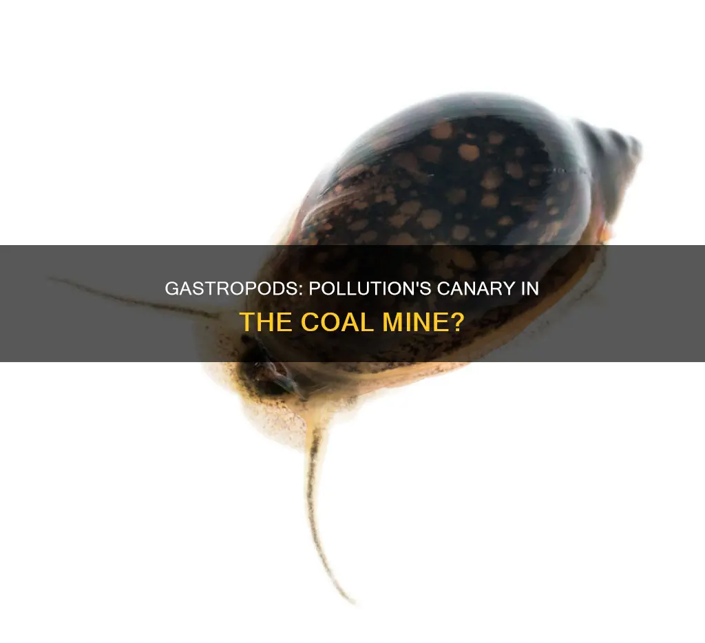 is gastropoda sensitive to pollution