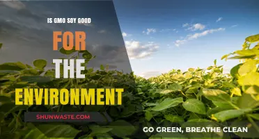 GMO Soy: Environmental Friend or Foe? Exploring the Impact