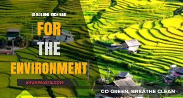 Golden Rice: Environmental Impact and Sustainability Concerns Explored