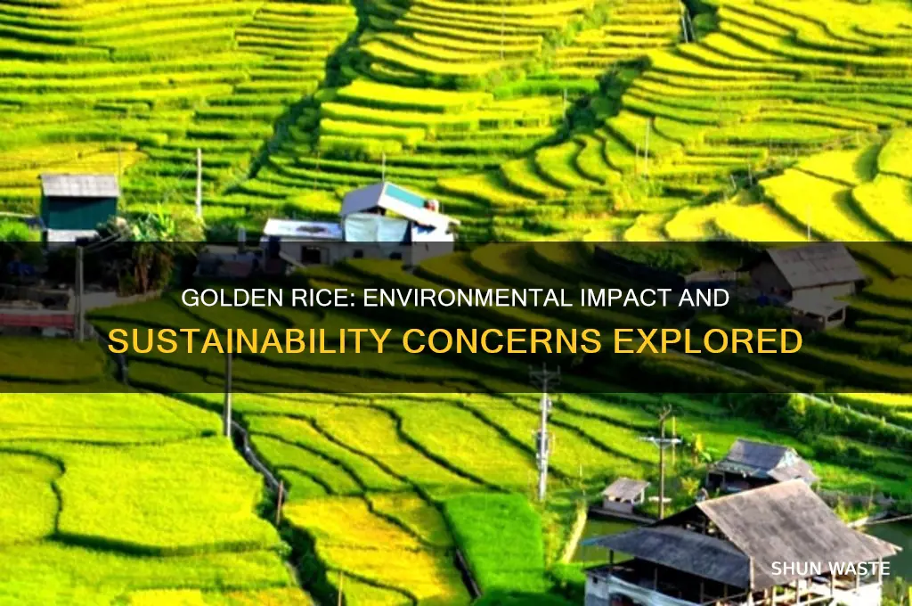 is golden rice bad for the environment