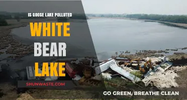 Goose Lake's Pollution Problem: Impact on White Bear Lake