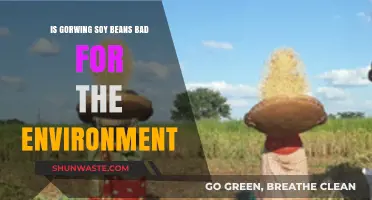 Soybean Cultivation: Environmental Impact and Sustainable Farming Practices