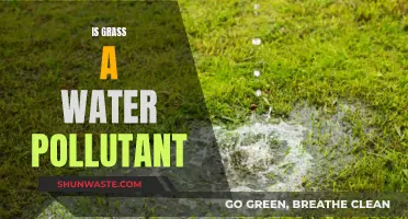 Grass's Impact: Friend or Foe to Water Quality?