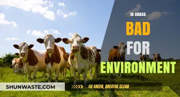 Is Grass Eco-Friendly? Uncovering Its Environmental Impact and Sustainability