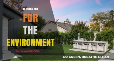 Is Grass Eco-Friendly? Uncovering Its Environmental Impact and Sustainability