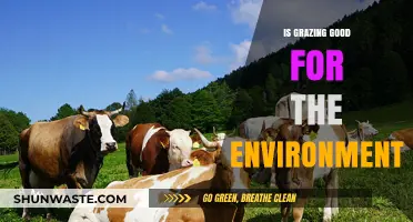 Grazing's Green Impact: Balancing Livestock, Land, and Ecosystem Health