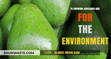 Avocado Environmental Impact: Are Your Favorite Fruits Harming the Planet?