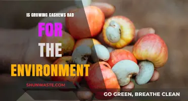 Cashew Cultivation: Environmental Impact and Sustainable Farming Practices