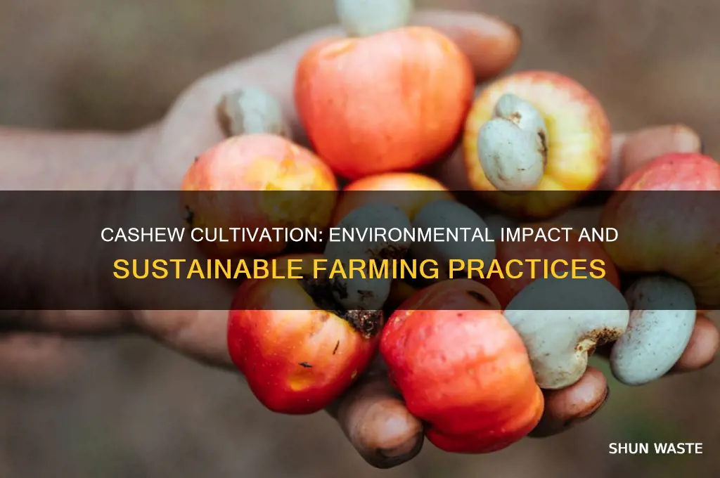 is growing cashews bad for the environment