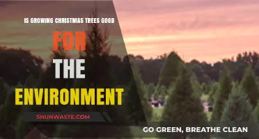 Are Christmas Tree Farms Eco-Friendly? Unwrapping Environmental Benefits