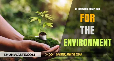 Is Hemp Cultivation Eco-Friendly? Debunking Environmental Myths and Facts