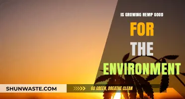 Hemp's Environmental Impact: Sustainable Crop or Green Myth?