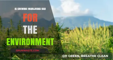 Marijuana Cultivation: Environmental Impact and Sustainable Growing Practices