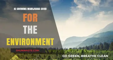 Is Cannabis Cultivation Eco-Friendly? Exploring Marijuana's Environmental Impact